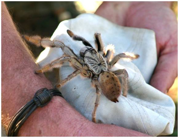 baboon spider.jpg